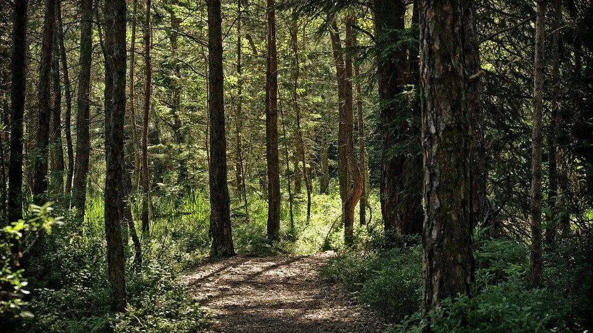 arbol arboles bosque